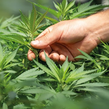 The eCom Business Live : Cannabis-Legalisierung in Deutschland - Wegbereitung für einen Milliardenmarkt